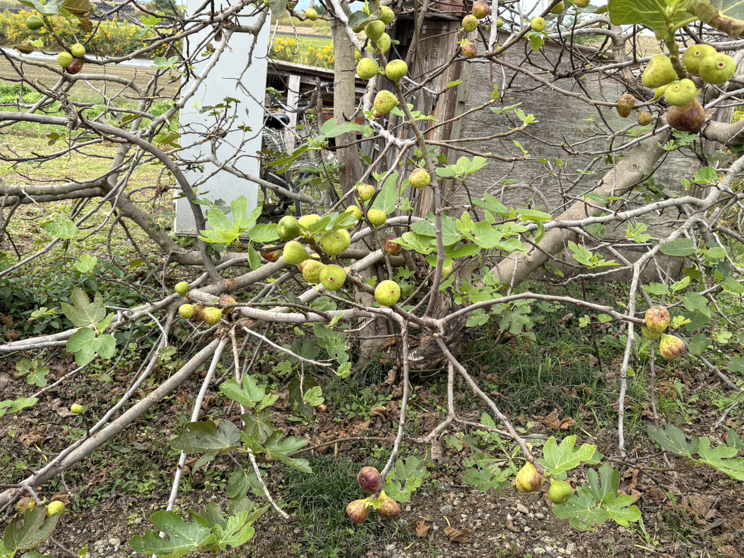 photo-6
